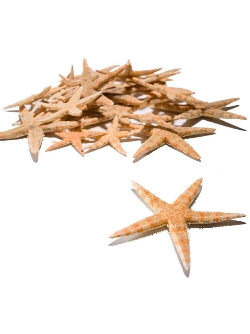 Starfish Assortment 60 Piece Natural Craft Supplies
